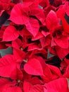 Red poinsettia flower full frame.Background of red and white poinsettias in natural state. Christmas decorations and plants Royalty Free Stock Photo