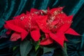 Red poinsettia flower with golden christmas decoration, also called christmas star or Euphorbia pulcherrima Royalty Free Stock Photo