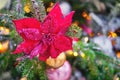 Red poinsettia flower hanging as decorations on green Christmas tree, close-up Royalty Free Stock Photo