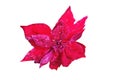 Red poinsettia flower hanging as decorations on green Christmas tree, Royalty Free Stock Photo