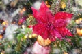 Red poinsettia flower hanging as decorations on snow Christmas tree, Royalty Free Stock Photo