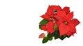 Red Poinsettia flower isolated on white background with copy space, top view Royalty Free Stock Photo