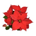 Red Poinsettia flower isolated on white background, top view Royalty Free Stock Photo
