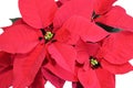 Red Poinsettia flower isolated on white background, top view Royalty Free Stock Photo