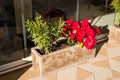 Red poinsettia flower in pot, traditional Christmas decoration. Royalty Free Stock Photo