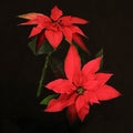 Red poinsettia flower. Royalty Free Stock Photo