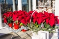 Red poinsettia flower in pot, traditional Christmas decoration. Royalty Free Stock Photo