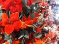 Red poinsettia flower typical of the Christmas period on sale in a decoration shop Royalty Free Stock Photo