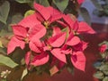 Red Poinsettia Flowers Royalty Free Stock Photo