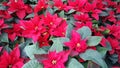 Red poinsettia flowers background Royalty Free Stock Photo