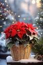 Red poinsettia flowers in basket on evening street against Christmas decorations background Royalty Free Stock Photo