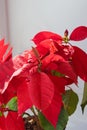 Beautiful poinsettia in flowerpot. Red christmas flower on the windowsill. Christmas star. Royalty Free Stock Photo