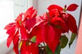 Beautiful poinsettia in flowerpot. Red christmas flower on the windowsill. Christmas star. Royalty Free Stock Photo