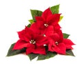 Red poinsettia flowers Royalty Free Stock Photo