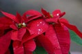 Red Poinsettia flowers with water drops on petals close up