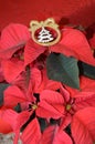 Red poinsettia flower with decorative golden snow tree Royalty Free Stock Photo