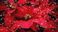 Red poinsettia in the garden with black background - Poinsettia Christmas traditional flower with snow decorations Merry Christmas Royalty Free Stock Photo