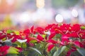 Red poinsettia in the garden with light bokeh celebration background - Poinsettia Christmas traditional flower decorations Merry Royalty Free Stock Photo