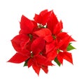 Red poinsettia green leaves Christmas flower white background Royalty Free Stock Photo