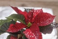 Red poinsettia holiday flower Royalty Free Stock Photo