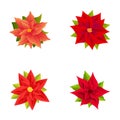 Red poinsettia icons set cartoon vector. Poinsettia plant with star flower Royalty Free Stock Photo