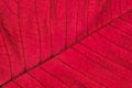 Red Poinsettia leaf (Euphorbia pulcherrima) abstract macro with vein details. Royalty Free Stock Photo