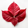 Red Poinsettia Leaf On White Background: Organic Biomorphic Forms And Thai Art Royalty Free Stock Photo