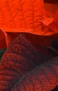 Red poinsettia leaves