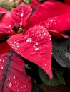 Red poinsettia leaves