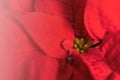 Red Poinsettia Macro image. Christmas flower background