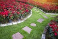 Red poinsettia and pathway in the garden background - Poinsettia Christmas traditional flower decorations Merry Christmas Royalty Free Stock Photo