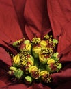 Red Poinsettia Pistil and Stamen with Pedals