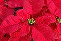 Red poinsettia plant Royalty Free Stock Photo