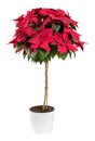 Red poinsettia plant in ceramic pot Royalty Free Stock Photo