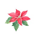 Red poinsettia plant. Symbol of the New year and Christmas. Watercolor hand painted illustration isolated on white Royalty Free Stock Photo