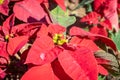 Red Poinsettia Plant with Water Drop in Garden on Zoom View