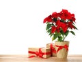 Red Poinsettia in pot and gifts on wooden table, space for text. Christmas traditional flower Royalty Free Stock Photo