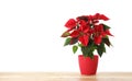 Red Poinsettia in pot on wooden table, space for text. Christmas traditional flower Royalty Free Stock Photo