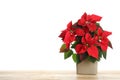 Red Poinsettia in pot on wooden table, space for text. Christmas traditional flower Royalty Free Stock Photo