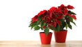 Red Poinsettia in pots on wooden table, space for text. Christmas traditional flower