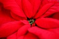 Red Poinsettia for the season...