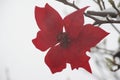 Red poinsettia, snow background.