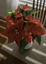 Red Poinsettia on a table with streaks of light from window. Royalty Free Stock Photo