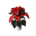 Red poinsettia traditional Christmas flower isolated cut out object, bright seasonal decoration for winter holidays Royalty Free Stock Photo