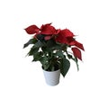 Red poinsettia traditional Christmas flower in the pot isolated cut out object, bright seasonal decoration for winter holidays Royalty Free Stock Photo