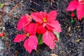 Red Poinsettias Christmas flower Royalty Free Stock Photo