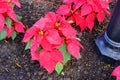 Red Poinsettias Christmas flower Royalty Free Stock Photo