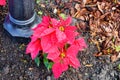 Red Poinsettias Christmas flower Royalty Free Stock Photo