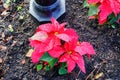 Red Poinsettias Christmas flower Royalty Free Stock Photo