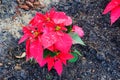 Red Poinsettias Christmas flower Royalty Free Stock Photo